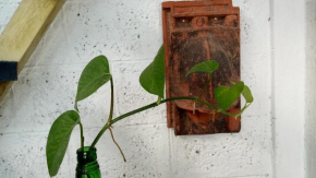 Adams Wood House Ayurveda Homestay Kochi